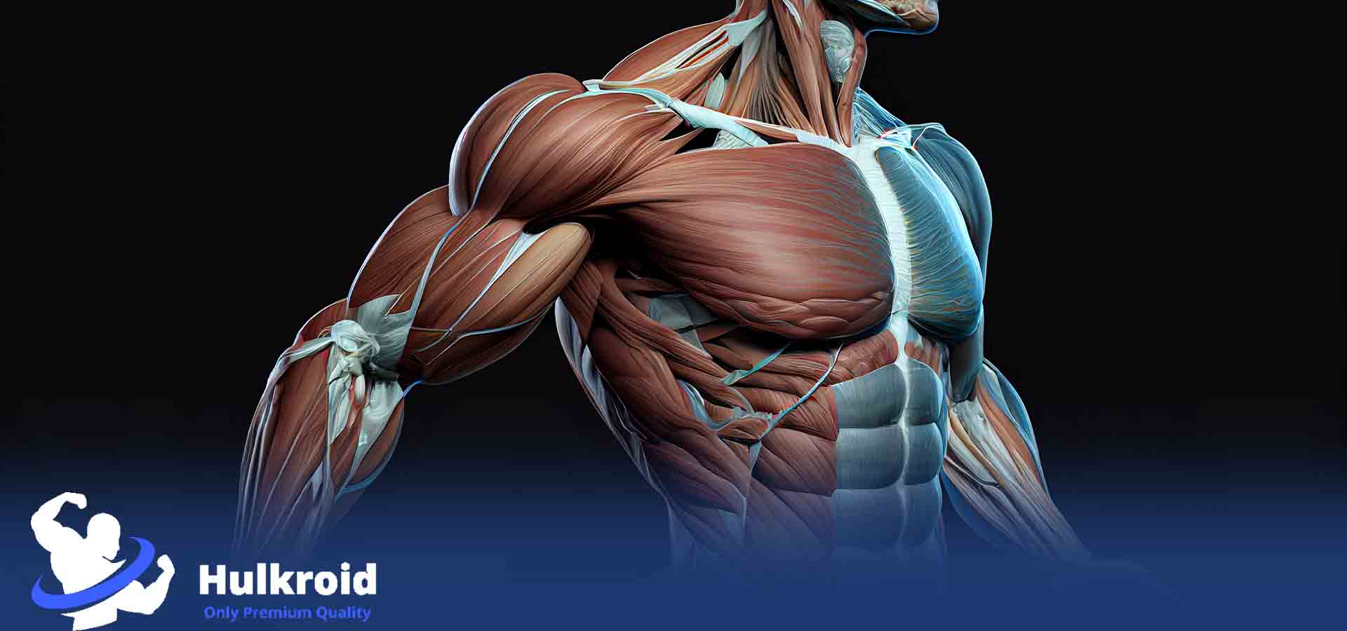 What is Muscle Cycle 